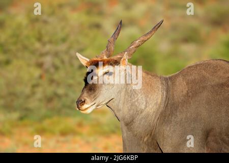 Portrait d'une antilope de l'île (Tragelaphus oryx), parc national de Mokala, Afrique du Sud Banque D'Images