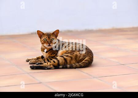 Chat bengale domestique se reposant sur la terrasse un jour d'été Banque D'Images