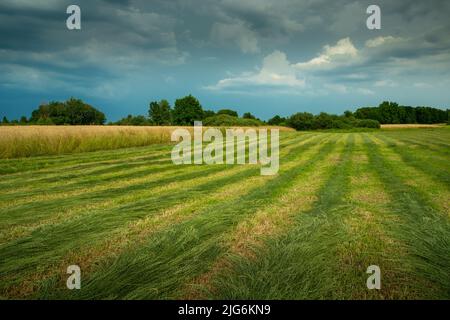 Bandes de mown herbe dans la prairie et ciel nuageux, vue de campagne d'été Banque D'Images