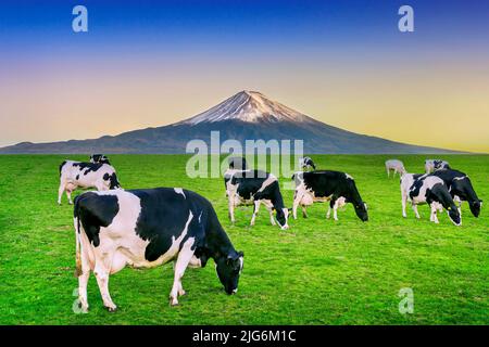 Les vaches mangent de l'herbe luxuriante sur le champ vert en face de la montagne Fuji, au Japon. Banque D'Images