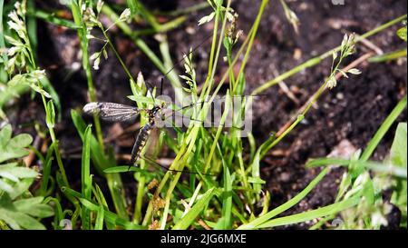 Grand moustique dans l'herbe verte et les feuilles Banque D'Images