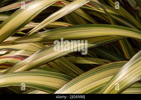 Phormium Tenax Variegata feuillage. L'image en gros plan des feuilles montre la couleur rayée détaillée du feuillage. Banque D'Images
