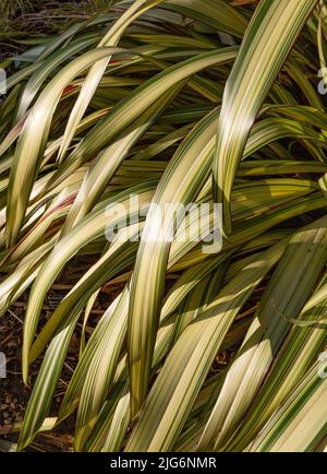 Phormium Tenax Variegata feuillage. L'image en gros plan des feuilles montre la couleur rayée détaillée du feuillage. Banque D'Images