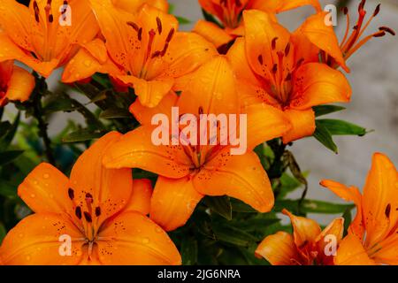 Gros plan sur les nénuphars après la pluie. (Lilium bulbiferum). Banque D'Images