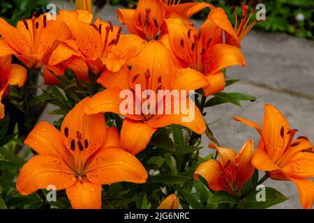 Gros plan sur les nénuphars après la pluie. (Lilium bulbiferum). Banque D'Images