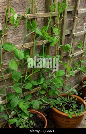 Petits pois qui grandissent sur des supports en treillis de bois près d'un mur de maison. Les plantes poussent dans des pots. Banque D'Images