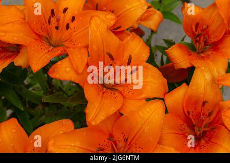 Gros plan sur les nénuphars après la pluie. (Lilium bulbiferum). Banque D'Images