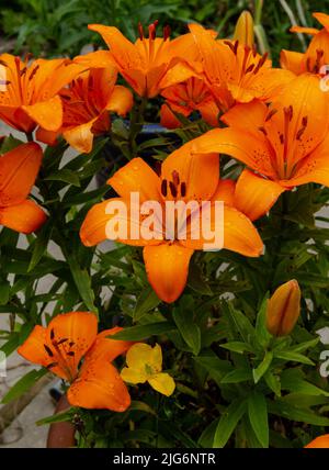 Gros plan sur les nénuphars après la pluie. (Lilium bulbiferum). Banque D'Images