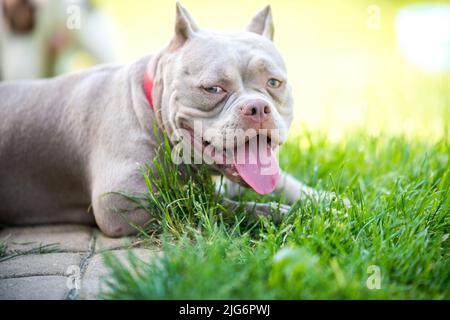 Un chien de poche américain Bully Puppy allongé sur de l'herbe verte Banque D'Images