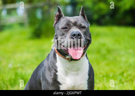 Chien américain Staffordshire Terrier ou AmStaff Banque D'Images