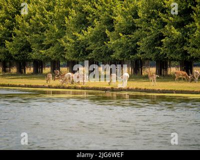 Cerf paître le long de long Water dans le parc de Hampton court. Londres Banque D'Images