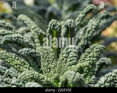 Cavolo Nero kale en pleine croissance dans un jardin britannique. Banque D'Images