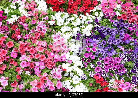Arrière-plan de fleurs multicolores. Vue de dessus. Banque D'Images