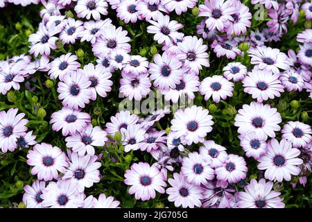 Arrière-plan violet dimorphotheca ecklonis fleurs. Vue de dessus. Banque D'Images