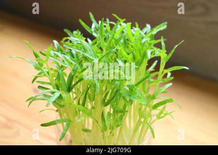 Gros plan sur les microverts hydroponiques d'épinard cultivés comme plantes de maison comestibles Banque D'Images