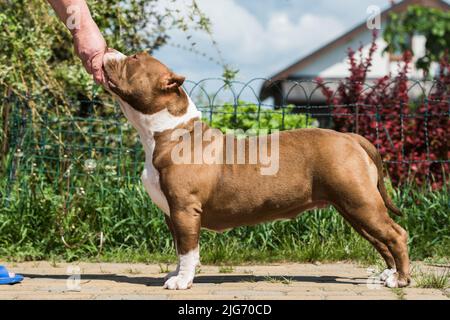 Couleur chocolat femelle américain Bully chiot chien avec poignée est debout dans un rack Banque D'Images