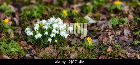 Des fleurs en gros plan fleurissent parmi les feuilles mortes dans la nature pendant la saison de printemps. Snowdrop - Galanthus nivalis Banque D'Images