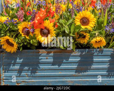 Fleurs fraîchement coupées aux couleurs vives dans un grand récipient à rouille bleue. Banque D'Images