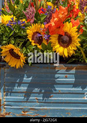 Fleurs fraîchement coupées aux couleurs vives dans un grand récipient à rouille bleue. Banque D'Images