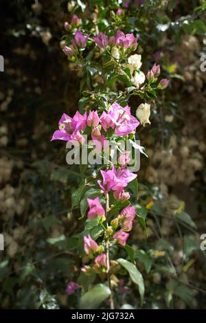 Bougainvilliers roses avec fond flou dans des buissons verts. Fleurs grimpées sur une clôture. Banque D'Images