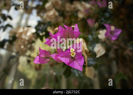 Bougainvilliers roses avec fond flou dans des buissons verts. Fleurs grimpées sur une clôture. Banque D'Images