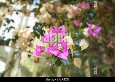 Bougainvilliers roses avec fond flou dans des buissons verts. Fleurs grimpées sur une clôture. Banque D'Images