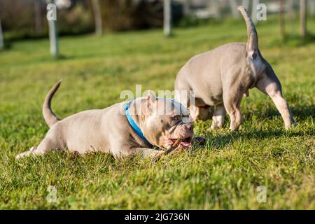 Deux chiens de poche couleur lilas Bully chiots jouent en mouvement dehors. Banque D'Images