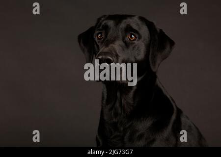 Labrador noir sur fond noir Banque D'Images