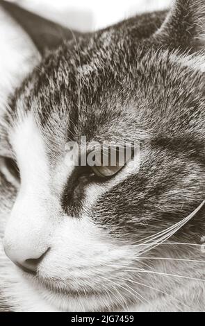 Close up portrait of cat Banque D'Images
