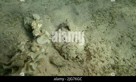 Gros plan de la corégone de Stonefish se trouve sur fond sablonneux recouvert d'herbes marines vertes. Reef Stonefish (Synanceia verrucosa) Mer Rouge, Égypte Banque D'Images