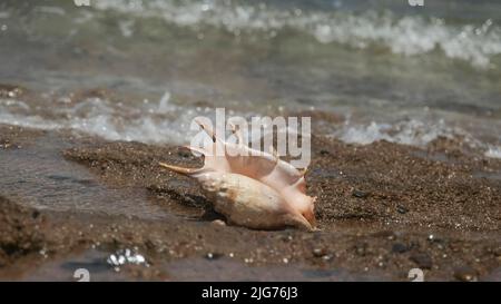 Coquillages dans la zone de surf sur fond vagues de mer. Shell of Spider Conch (Lambis lambis) dans le littoral. Mer rouge, Égypte Banque D'Images