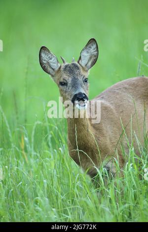 Buck de cerf de Virginie (Capranolus capranolus), ce qu'on appelle buck en herbe haute, Allgaeu, Bavière, Allemagne Banque D'Images