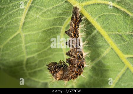 C papillon (Polygonia C-album) caterpillar suspendu pour la mariation sur le dessous de la feuille de salvia, Bade-Wuerttemberg, Allemagne Banque D'Images