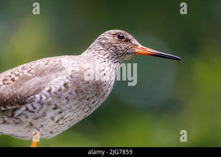 Redshank (Tringa totanus), Allemagne Banque D'Images