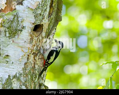 Grand pic tacheté (Dendrocopos Major), femelle en face de la cavité de reproduction avec de la nourriture dans son bec, haute Lusatia, Saxe, Allemagne Banque D'Images