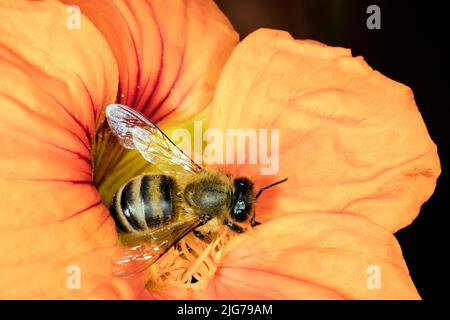 Une abeille (APIs mellifera) dans une fleur de cresson (Naturtium officinale), Berlin, Allemagne Banque D'Images