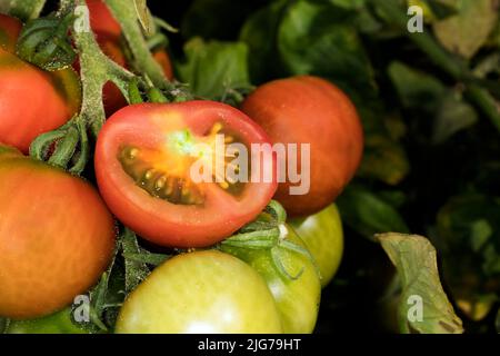 Tomates vertes et rouges (Solanum lycopersicum) de la variété de feu de résine, l'une d'entre elles coupée ouverte, Berlin, Allemagne Banque D'Images
