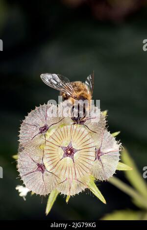 Une abeille (APIs mellifera) assise sur une balle d'étoiles (Scabiosa stellata), Berlin, Allemagne Banque D'Images