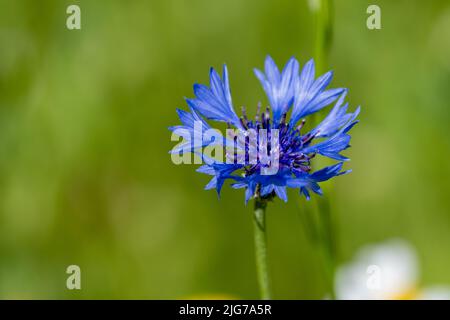 Une seule fleur de maïs bleue, Centaurea cyanus en fleur avec une faible profondeur de champ. Également connu sous le nom de bouton de licence. Banque D'Images