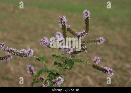 Menthe (Mentha longifolia) à Bad Schoenborn, Bade-Wurtemberg, Allemagne Banque D'Images