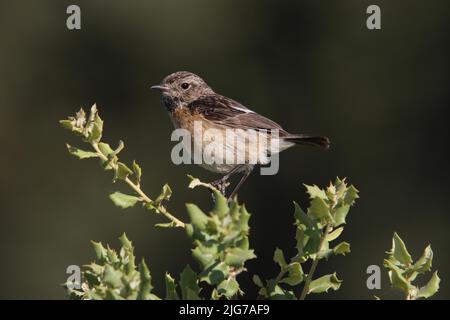 Femelle de la stonechat africaine (Saxicola torquata) à Malpartida de Plasencia, Extremadura, Espagne Banque D'Images