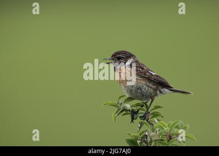 Femelle de la stonechat africaine (Saxicola torquata) dans le canal d'Egyesitett oevscat, Kis-Balaton, lac Balaton, Hongrie Banque D'Images