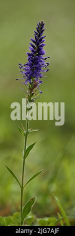 speedwell à pointes (Veronica spicata) à Staendelberg, Rammersberg, Maeusberg, Karlstadter Trockenggebiete, Wiesenfeld, Karlstadt, main, Lower Banque D'Images