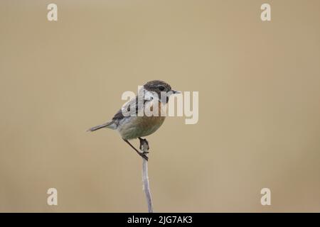 Femelle de la stonechat africaine (Saxicola torquata) à Fueloephazi buckavisdek, parc national de Kiskunsag, Hongrie Banque D'Images