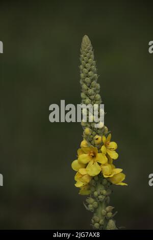 Mulléine à grandes fleurs (Verbascum densiflorum) dans la réserve naturelle de Mainzer Sand, Mombach, Mayence, région Rhin-Hesse, Rhénanie-Palatinat, Allemagne Banque D'Images