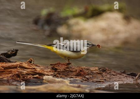 Femelle Grey Wagtail (Motacilla cinerea) avec de la nourriture dans le ruisseau à Moenchbruch, main, Francfort, Hesse, Allemagne Banque D'Images