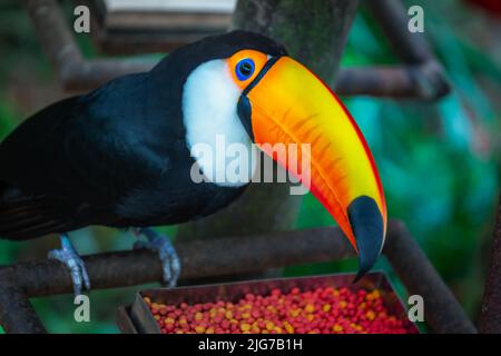 Toco Toucan, oiseau tropical coloré à Pantanal, Brésil Banque D'Images