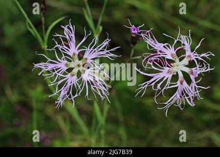 Magnifique carnation (Dianthus superbus) dans la lande noire, la lande haute, réserve de biosphère, UNESCO, chaîne de montagnes basse, Bavière, Rhoen, Allemagne Banque D'Images