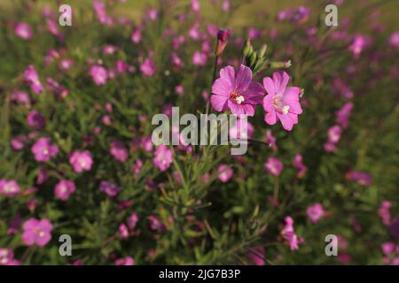 Shaggy willowherb (Epilobium hirsutum) à Niederseelbach, Niedernhausen, Taunus, Hesse, Allemagne Banque D'Images