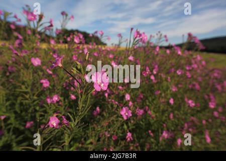 Shaggy willowherb (Epilobium hirsutum) à Niederseelbach, Niedernhausen, Taunus, Hesse, Allemagne Banque D'Images